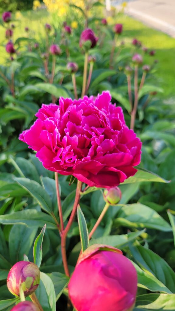 pink peony