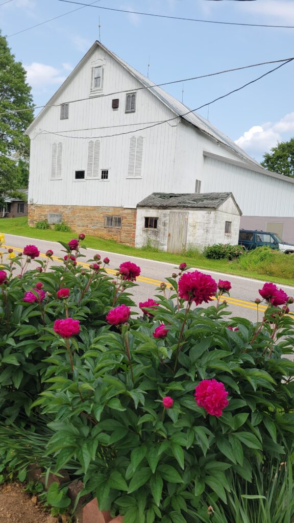 magenta peonies