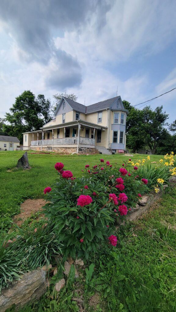 peonies and house