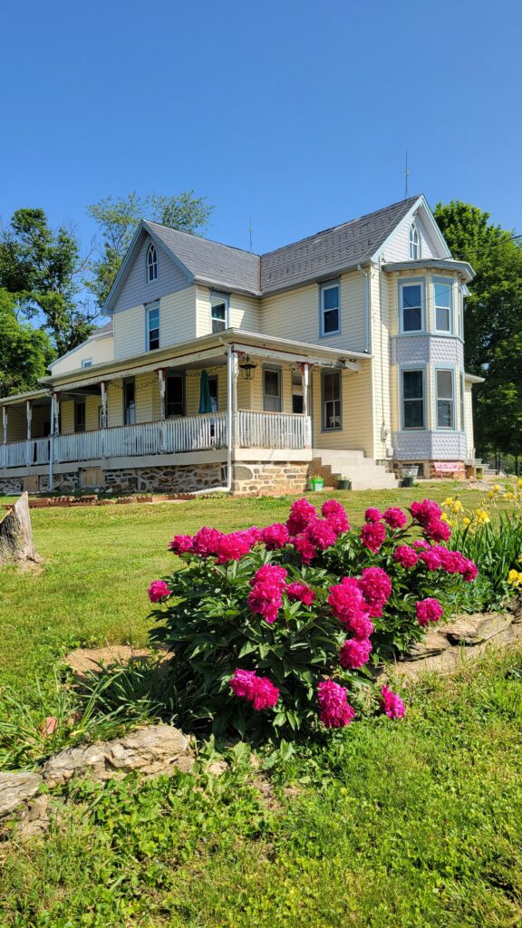 peonies with old farmhouse