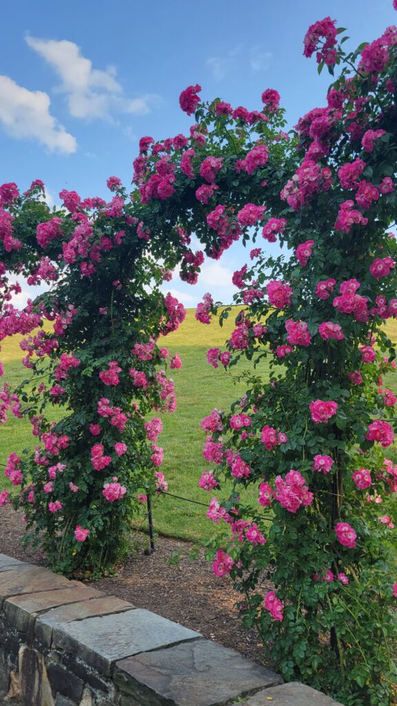 rose arbor at Longwood Gardens