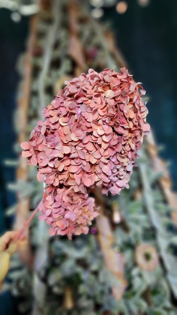 large pink painted hydrangea