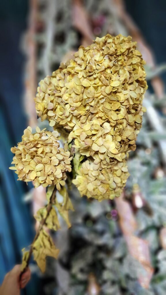 dried hydrangea