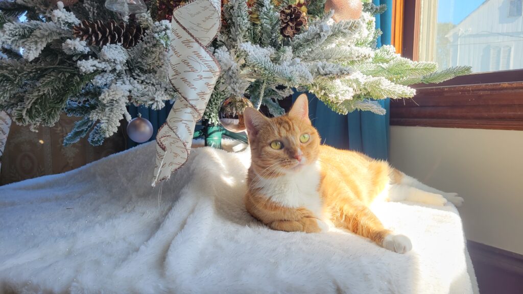 orange striped cat under Christmas tree