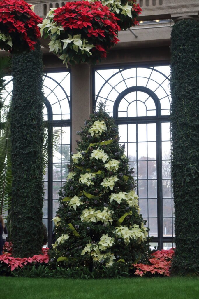 Christmas tree with white poinsettias