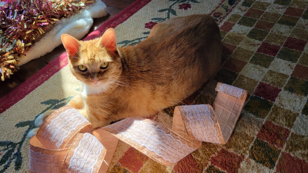 orange striped cat with ribbon