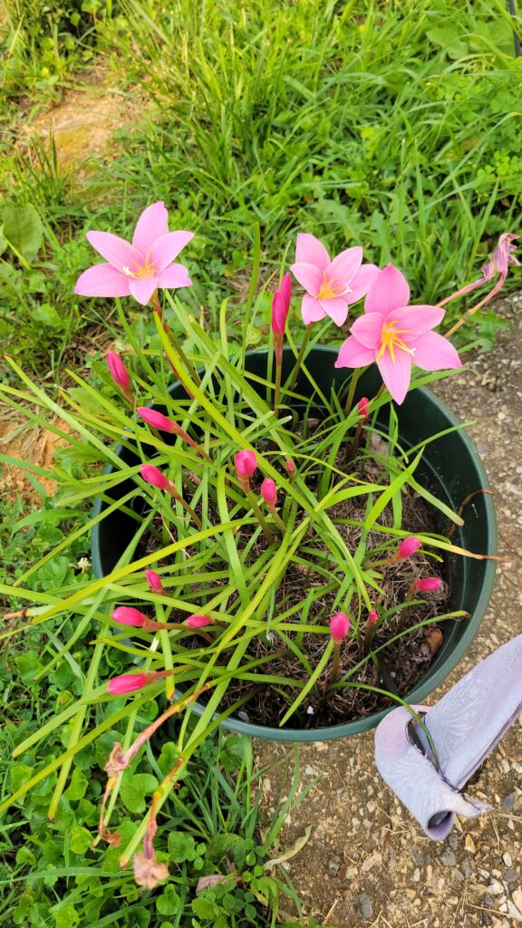 fairy pink flowers in a pot