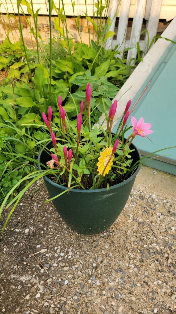 flowers about to bloom