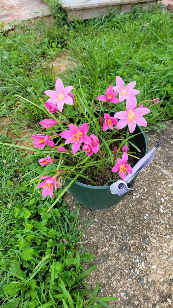 pink fairy flowers in a pot