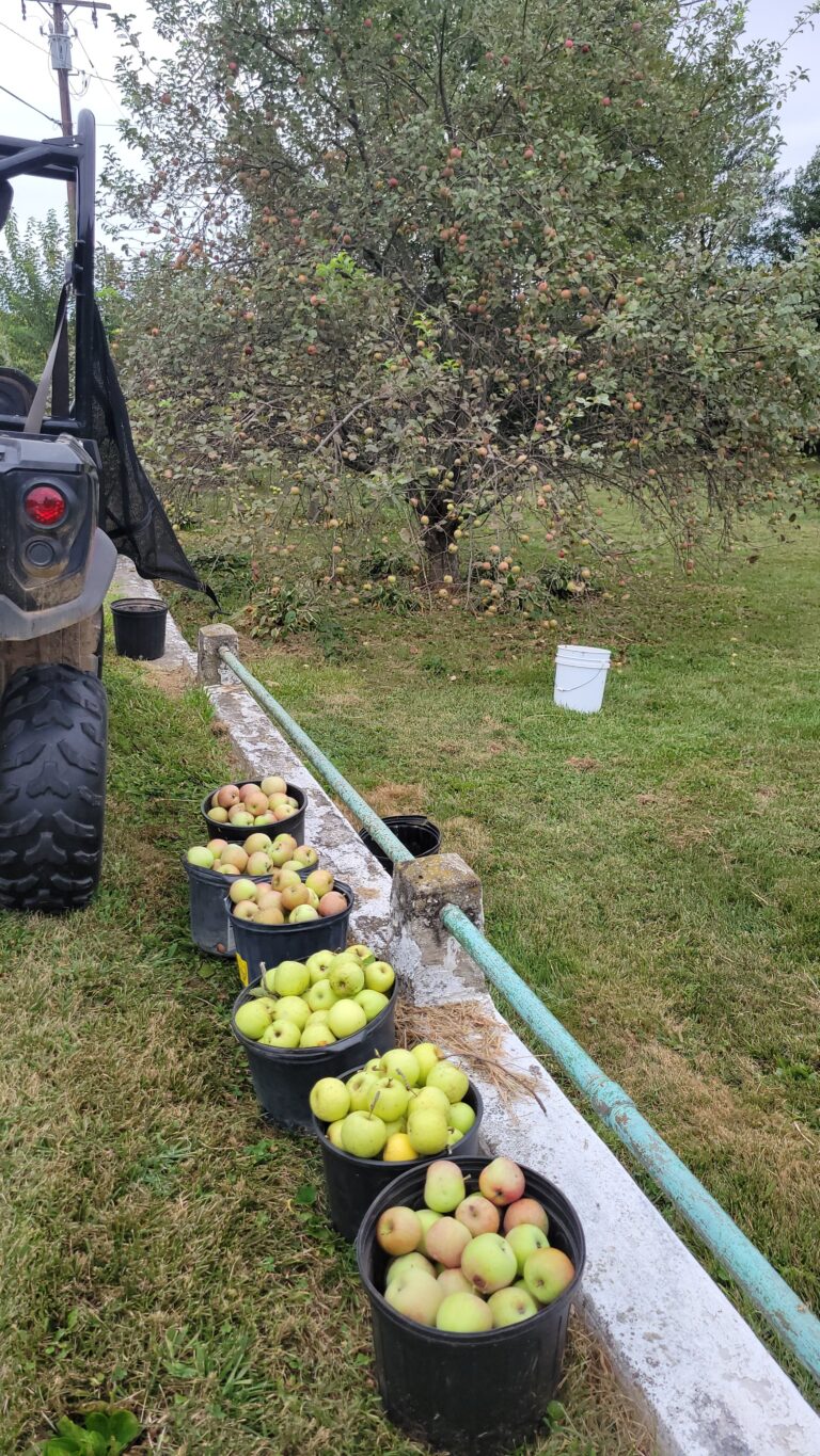 buckets of apples