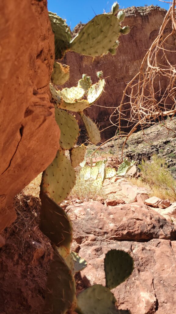 prickly pear cactus growing out of a rock