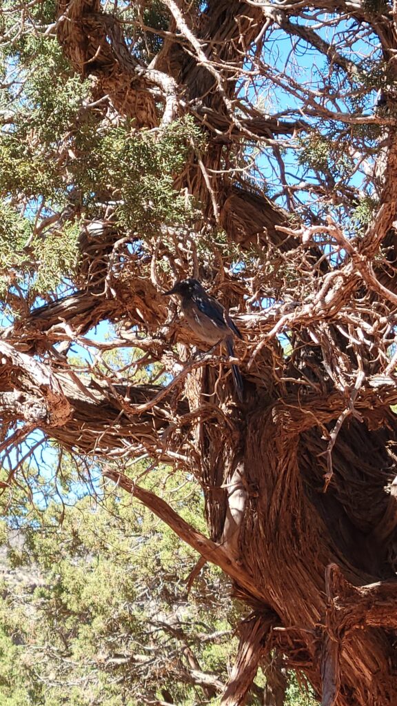 blue bird in tree
