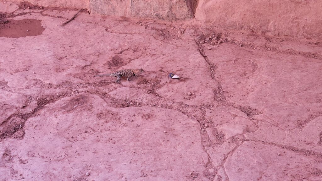 fat lizard