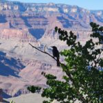 bird on a tree branch with canyon in background
