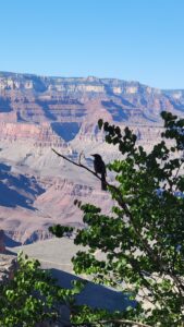 bird on a tree branch with canyon in background