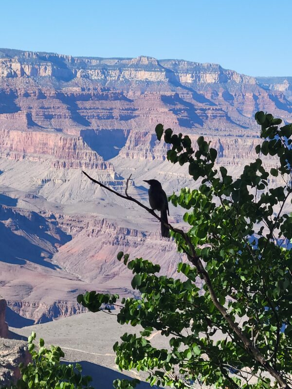 2026 Grand Canyon Hike