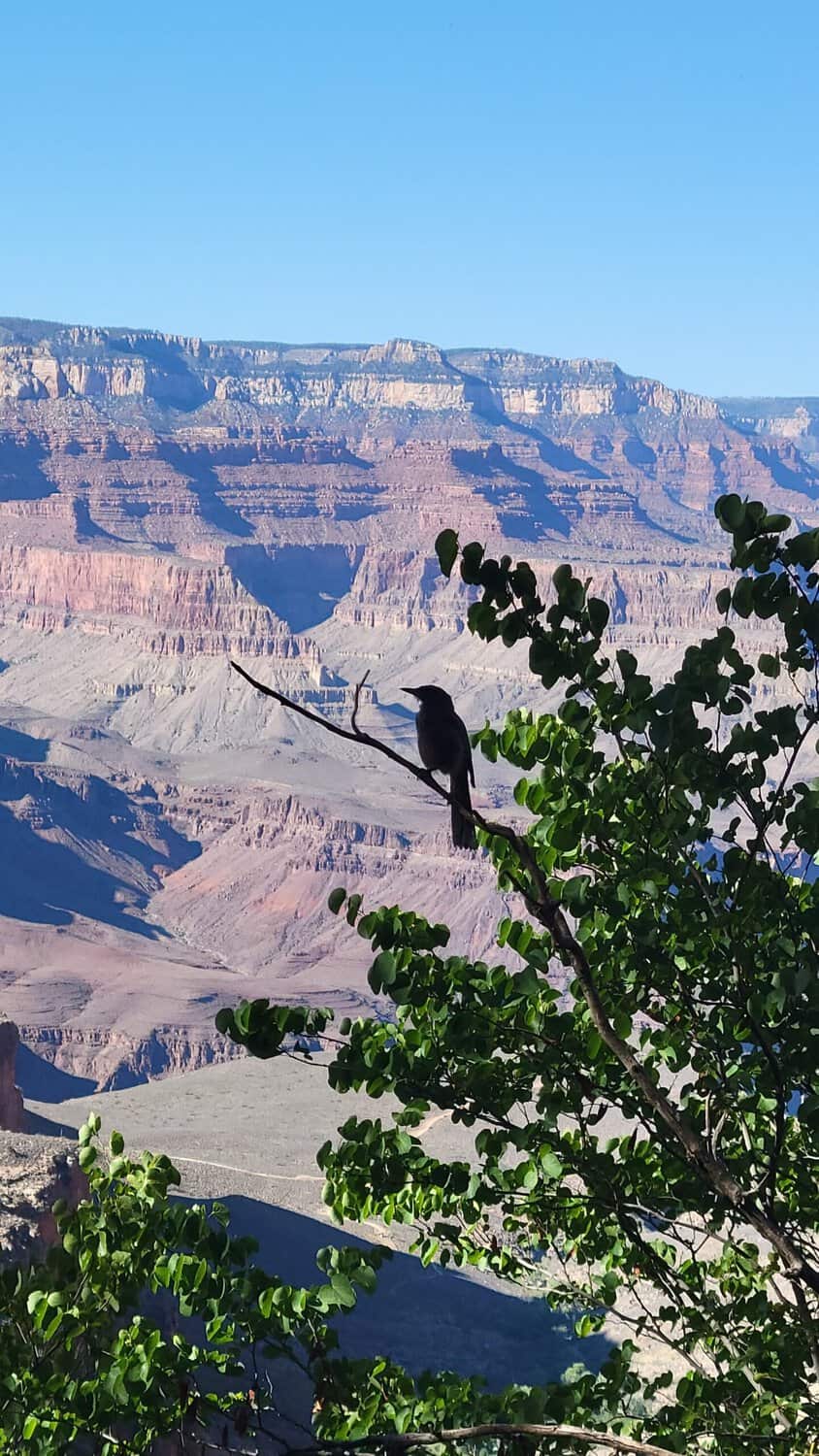 bird on a tree branch with canyon in background
