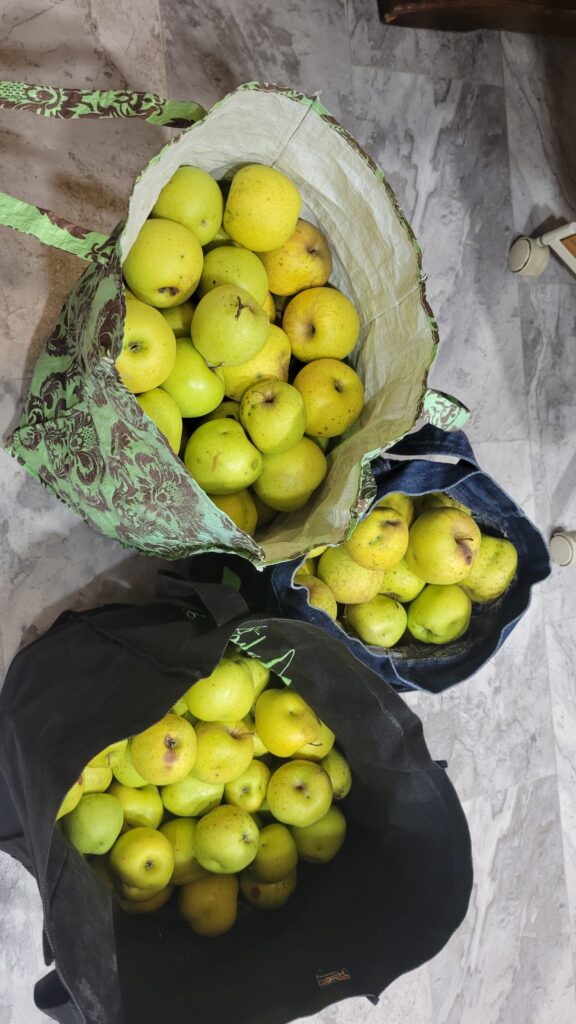 3 bags of apples